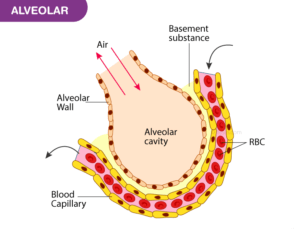 NCERT Solutions for Class 11 Biology Chapter 17 – Breathing and ...